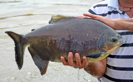 Governo do Tocantins estabelece regras para trânsito de pescado