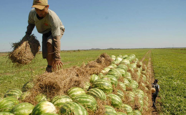 Produção de melancia é uma forte atividade econômica no Tocantins