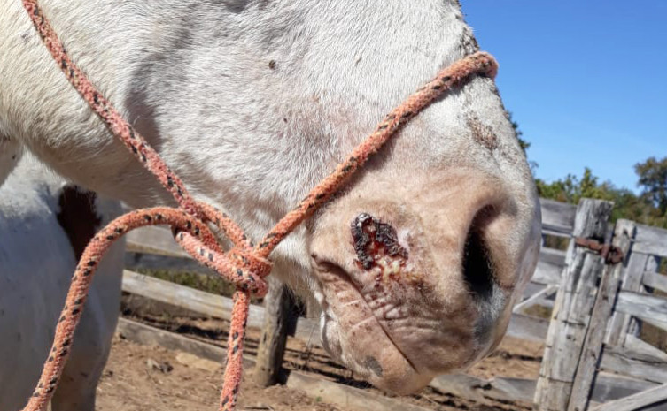 Mormo é uma doença infectocontagiosa que pode ser transmitida também para o ser humano