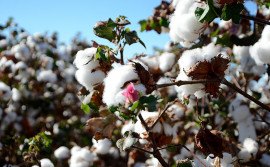 Cultivo do algodão no Estado é encerrado com colheita de marca histórica de produção
