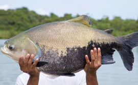 Tocantins apresenta cenário ideal para estar entre os maiores produtores de peixes do país