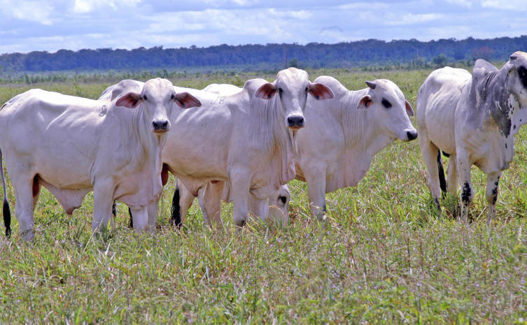 Criação bovina no Tocantins é uma das principais fontes da economia no Estado