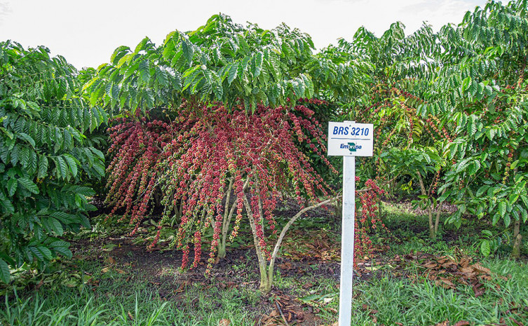 Afinal, café conilon é a mesma coisa que café robusta? - A Lavoura