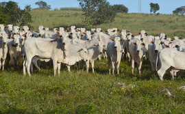 Governo do Tocantins inicia segunda fase da campanha de vacinação contra febre aftosa  no dia 1º de novembro