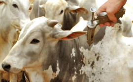 Tocantins estende prazo da declaração de vacinação contra a febre aftosa para até 31 de dezembro