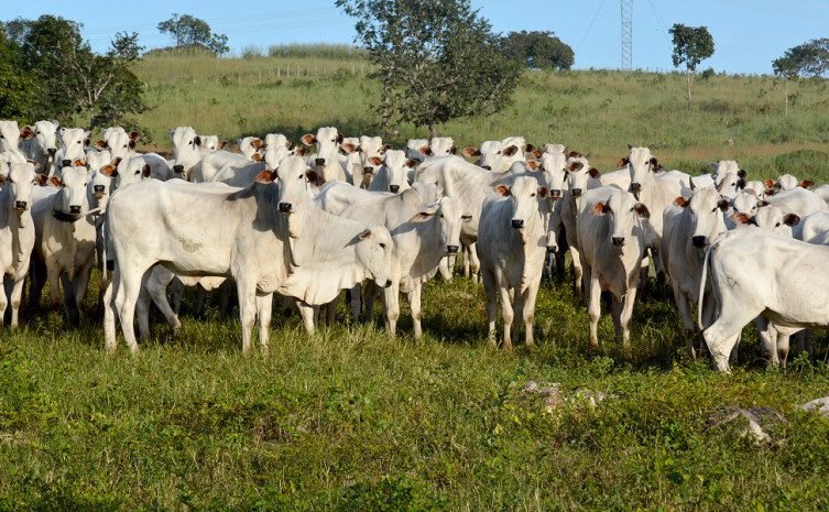 Campanha de vacinação contra febre aftosa trará menos burocracia no trânsito de animais com a extinção dos prazos para carência 