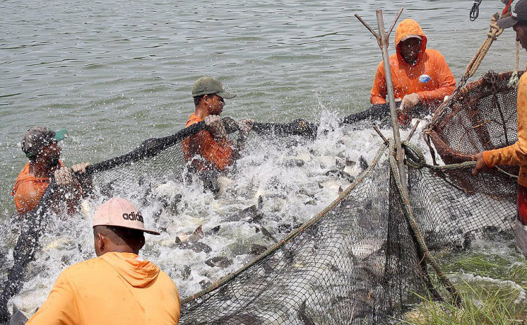 Governo do Tocantins disponibiliza R$ 10 milhões para Programa Tilápia