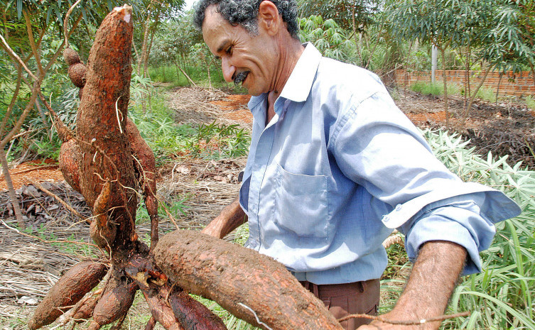 Produção de mandioca está nos 139 municípios tocantinenses