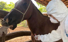 Adapec confirma mais 5 novos casos de Mormo no Tocantins