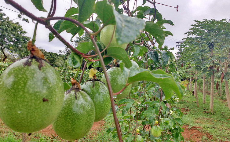 Técnicos do Ruraltins e da Agricultura recebem capacitação voltada para o cultivo de maracujá 