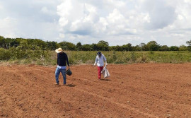 Governo do Tocantins inicia multiplicação de variedades de mandioca com alto potencial produtivo para produtores