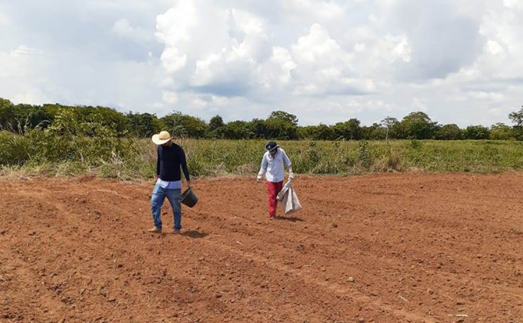 Os técnicos da Secretaria da Agricultura iniciaram o plantio da mandioca