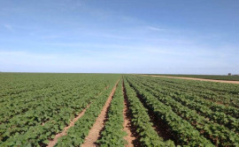 Plantio de algodão no Tocantins está autorizado a partir deste sábado, 21