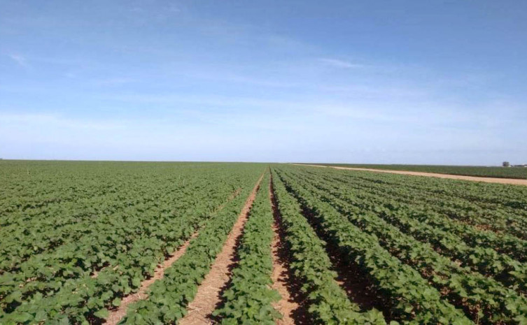 Área cultivada de algodão no Tocantins na última safra foi de 6,7 mil hectares