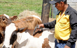 Governo do Tocantins alerta produtor rural sobre prazo para vacinação do rebanho contra aftosa que encerra dia 30 de novembro