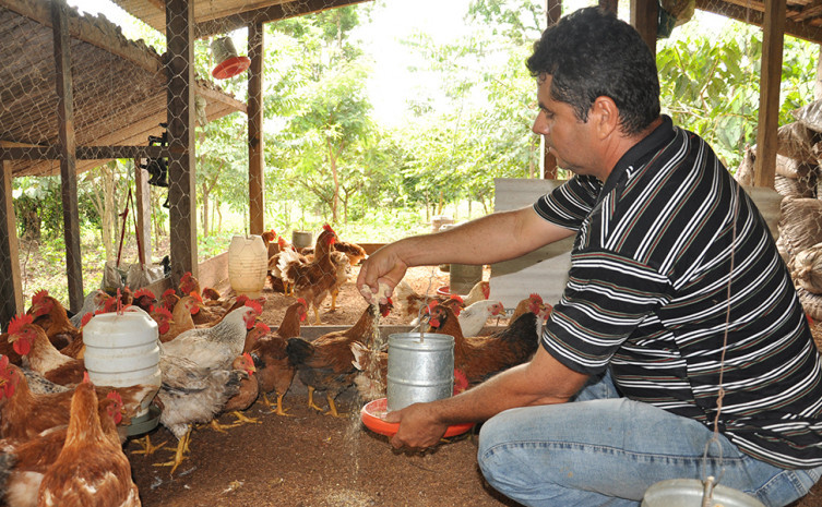 Criação de galinha caipira é uma das atividades do pequeno produtor
