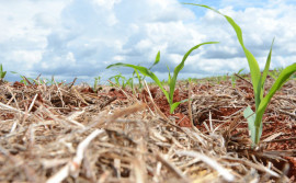 Governo do Tocantins realiza 2° Seminário sobre Agricultura de Baixa Emissão de Carbono 100% digital