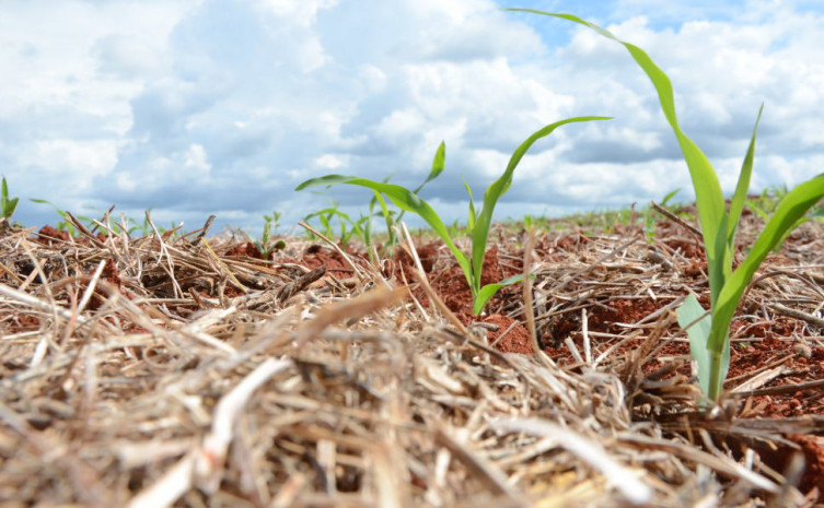 Plantio direto é uma das linhas desenvolvidas no ABC Tocantins