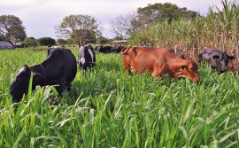 Com articulação do Ruraltins, produtores quitam passivo financeiro com Banco da Amazônia e garantem acesso à nova linha de crédito