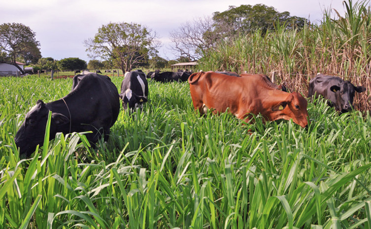 Com novo crédito, produtores da região vão poder custear e investir nas suas atividades agrícolas