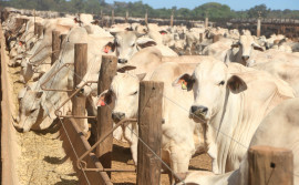 Agricultura promove webinar sobre confinamento de bovinos