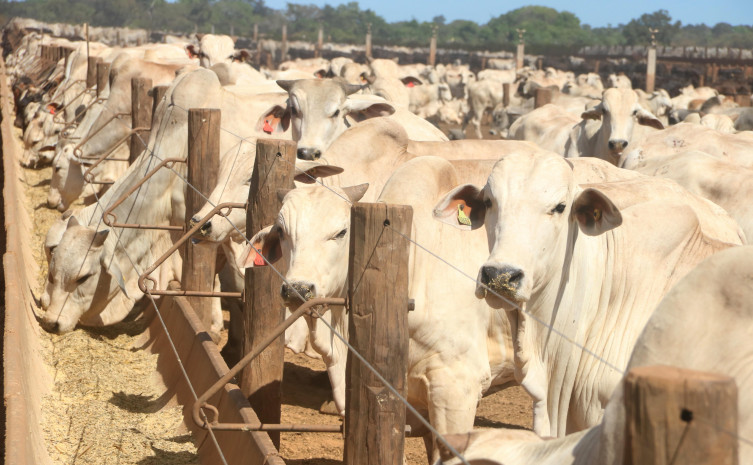Criação de bovinos em confinamento, na Fazenda São Geraldo, município de Marianópolis, região central do Estado