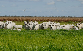 Governo do Tocantins aponta avanços das tecnologias na agropecuária sustentável no Estado