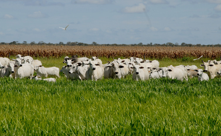 Produção integração lavoura, pecuária floresta é uma ação do plano ABC no Tocantins