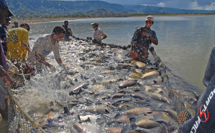 Produção de peixe no Tocantins é uma atividade em crescimento