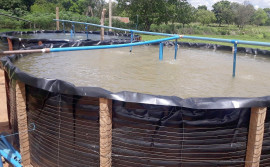 Com assistência técnica do Ruraltins, produtor rural inicia criação de peixes redondos em Arraias
