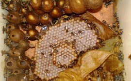  Agricultura e instituição de pesquisa comemoram prêmio recebido na 20ª Jornada de Iniciação Científica