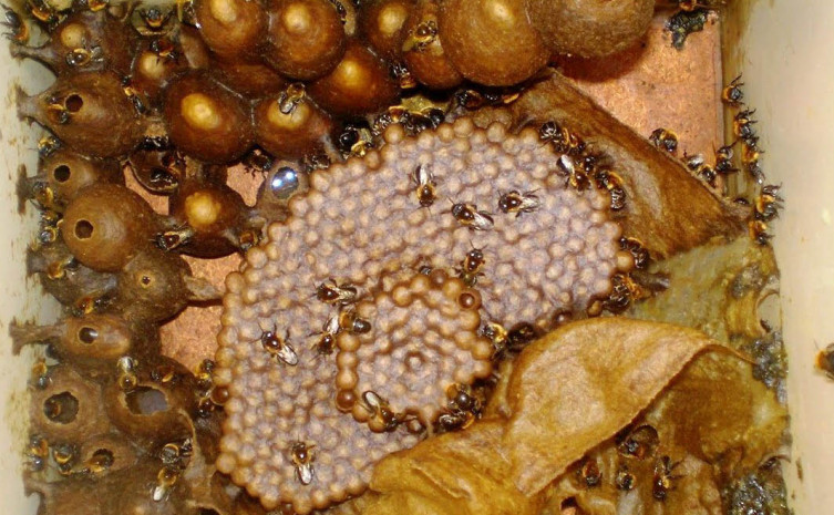 Produção de mel no Tocantins é uma atividade em crescimento