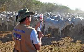 Agroindústrias crescem no Tocantins e potencializam produção e comercialização de produtos de origem animal