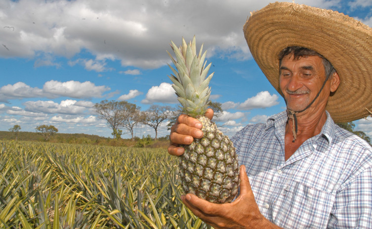 Produção de abacaxi no Tocantins é uma atividade em ascensão