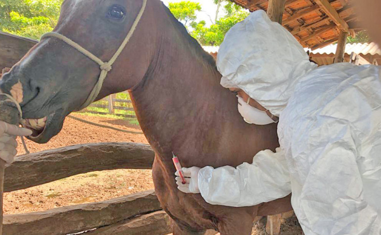 Os produtores rurais devem ficar atentos e prevenir os animais da doença, que também pode ser transmitida ao homem