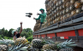 Webinar aponta principais tecnologias para aumentar produção e qualidade do abacaxi tocantinense