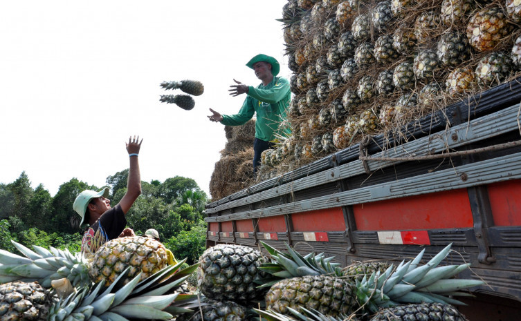 Em 2019, produção de abacaxi alcançou mais de 85 mil toneladas do fruto