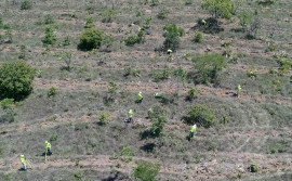 Meio Ambiente e ONG 8 BillionTrees finalizam  o plantio de 24 mil mudas no Parque Estadual do Lajeado