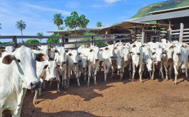Comprovação da vacinação contra febre aftosa encerra dia 30 de dezembro