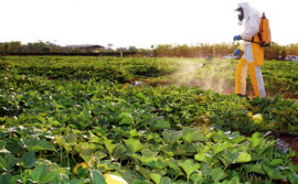 Adapec publica novas regras sobre aplicação de agrotóxicos