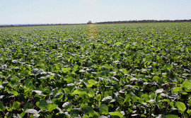 No Tocantins, o Agro se destaca e mostra força em 2020