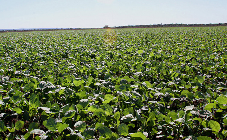 Tocantins teve um aumento expressivo na sua área plantada, saltando de 600 milhectares, em 2010, para um 1,6 milhão de hectares, em 2020