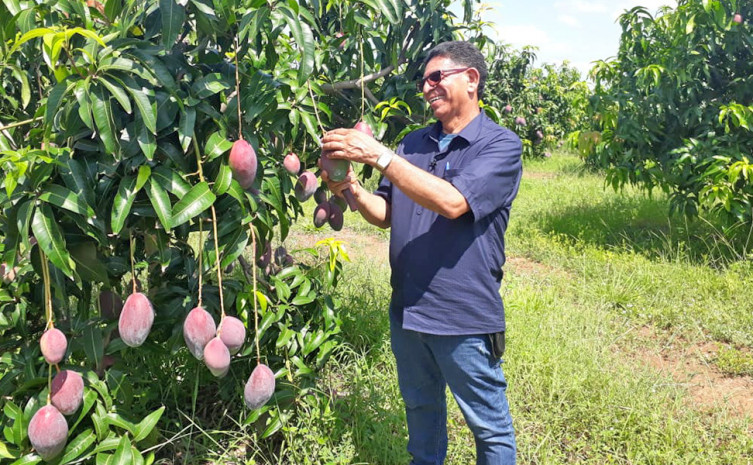 Ruraltins realizou 980 visitas técnicas presenciais a propriedades rurais em 2020 plantação de manga
