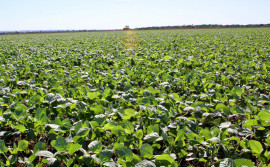 Governo do Tocantins alerta produtores de soja para realizar cadastro de áreas até dia 22 de janeiro