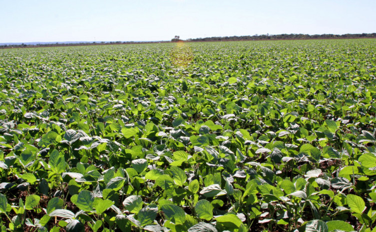 Janela de plantio da soja sequeiro encerra no próximo dia 15 de janeiro