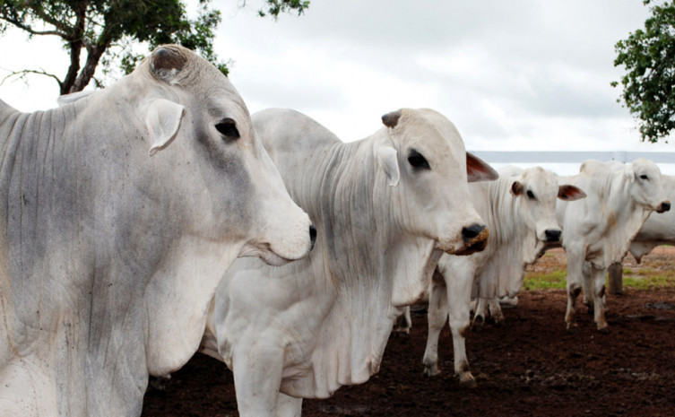A multa para quem não vacinou é de R$ 5,32 por animal não vacinado e mais R$ 127,69 por propriedade não declarada