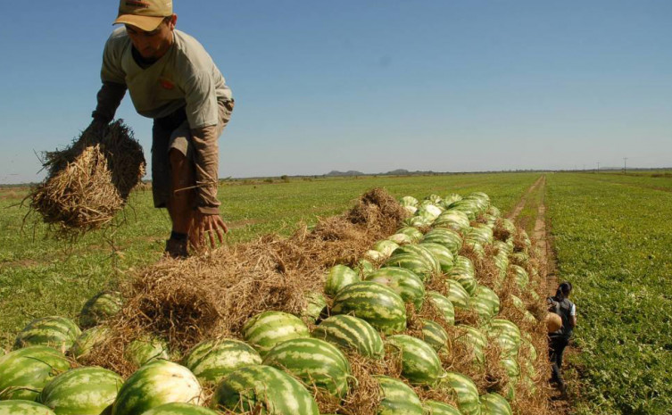 Principal tecnologia adotada é a Produção Integrada de Frutas que busca estimular a produção de forma sustentável com manejo do solo e das plantas