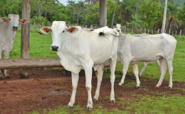 Vacinação contra a brucelose no Tocantins atinge 94,04% das bovídeas em idade vacinal