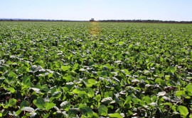 Adapec alerta para o encerramento da janela de plantio da soja sequeiro nesta sexta-feira, 15
