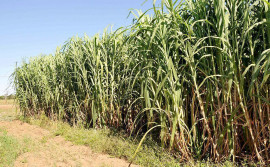 Seagro amplia área plantada de capim elefante para atender produtores rurais tocantinenses